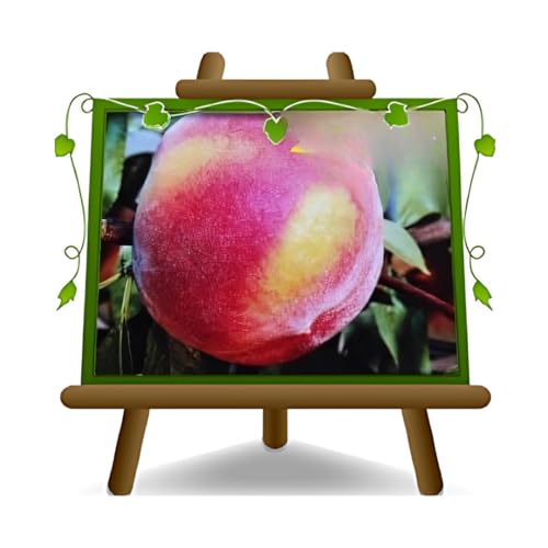 Pfirsiche Pulpa Gelb Pfirsichfrucht klar - Obstpflanze alte Frucht auf Blumentopf 26 Baum max 170 cm – 4 Jahre Anbau Italien von EURO PLANTS VIVAI