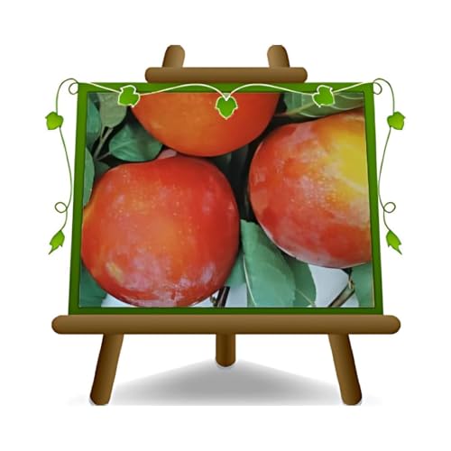 Pflaumen Autumn Giant - Obstpflanze alte Frucht auf Blumentopf 20 Baum max 170 cm – 2 Jahre Anbau Italien von EURO PLANTS VIVAI