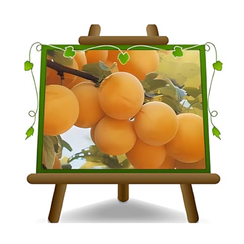 Pflaumen Frühlingslächeln - Obstpflanze alte Frucht auf Blumentopf 20 - Baum max 170 cm – 2 Jahre Anbau Italien von EURO PLANTS VIVAI