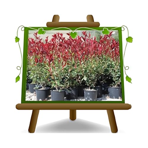 Photinia Fraseri Red Robin - Heckenpflanze auf Blumentopf 18 cm. - maximale Größe 80 cm. von EURO PLANTS VIVAI