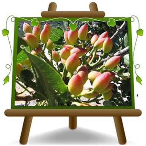 Pistazie Pistacia Vera Weiblich Napoletana - Obstpflanze auf Blumentopf in Phytocell Baum max 120 cm – Anbau Italien von EURO PLANTS VIVAI