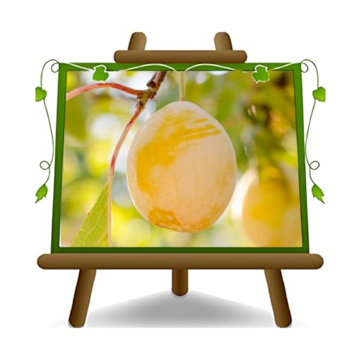 Regina Pflaumen Claudia Gialla - Obstpflanze alte Frucht auf Blumentopf 20 - Baum max 170 cm – 2 Jahre Anbau Italien von EURO PLANTS VIVAI