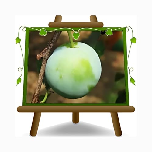 Regina Pflaumen Claudia Verde - Obstpflanze alte Frucht auf Blumentopf 20 - Baum max 170 cm – 2 Jahre Anbau Italien von EURO PLANTS VIVAI