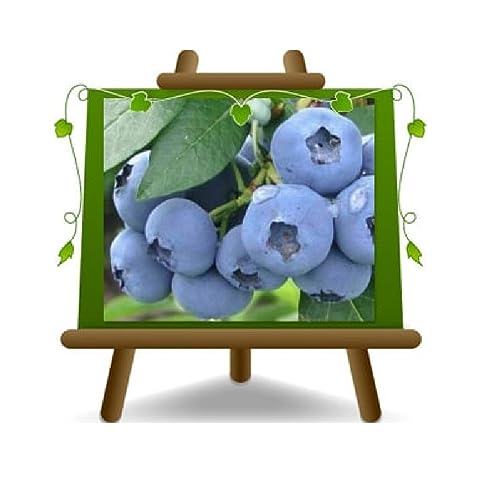 Schwarze Heidelbeeren Amerikanische Riesen Sorte Denise Blue Pflanze aus kleineren Früchten auf Topf 20 cm Höhe 120 cm von EURO PLANTS VIVAI