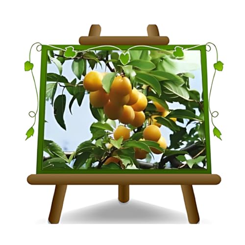 Shiro-Pflaumen Tropfen Gold -Obstpflanze alte Frucht auf Blumentopf 26 - Baum max 200 cm – 4 Jahre Anbau Italien von EURO PLANTS VIVAI