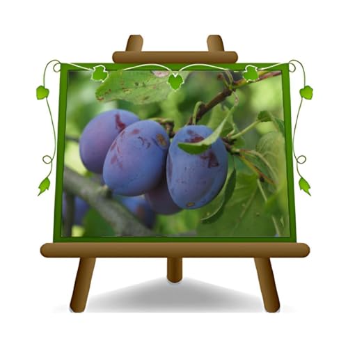 Stanley-Pflaumen -Obstpflanze alte Frucht auf Blumentopf 20 - Baum max 170 cm – 2 Jahre Anbau Italien von EURO PLANTS VIVAI