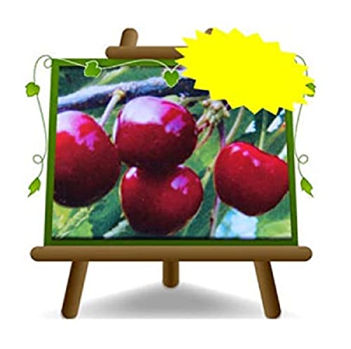 Süße Durone Black Cherry von Vignola 3 - Obstpflanze alte Frucht auf Blumentopf 26 Baum max 170 cm – 4 Jahre Anbau Italien von EURO PLANTS VIVAI