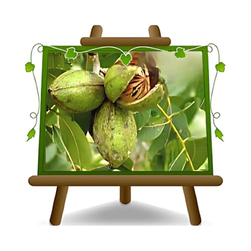 Walnuss Pekannuss Wichita - Obstpflanze alte Frucht auf Blumentopf 20 Baum max 90 cm – 2 Jahre Anbau Italien von EURO PLANTS VIVAI
