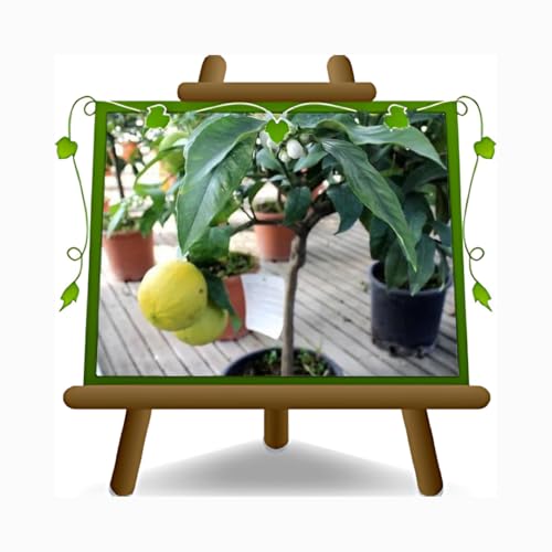 Zitrus Bergamotte - Citrus Bergamia - Obstpflanze auf Blumentopf 22 - Baum max 70 cm - Anbau Italien von EURO PLANTS VIVAI