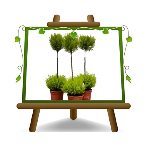 Zypresse Cupressus Macrocarpa Kugel in Vase: ø 16 cm, Höhe 60 cm von EURO PLANTS VIVAI