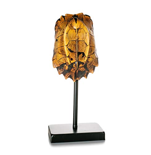 EUROCINSA Ref.17145 Schildkrötenhaube, Polyresin, braun, 15 x 10 x 35 cm von EUROCINSA