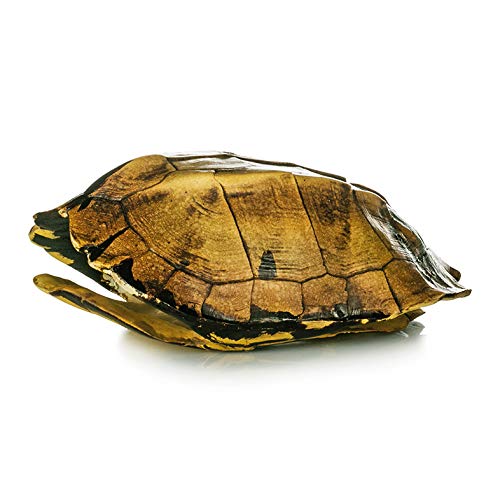 EUROCINSA Ref.17146 Schildkrötenhaube, Polyresin, braun, 13 x 7,5 x 19 cm von EUROCINSA