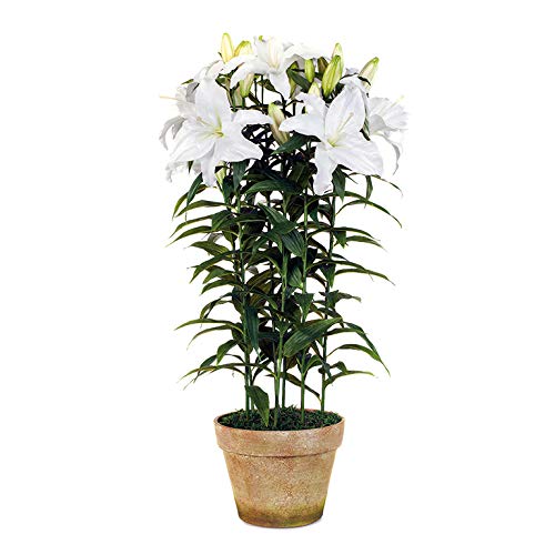 EUROCINSA Ref.32500C01 Planta Lily Casablanca, 1 Stück, Kunststoff, Terrakotta, Weiß, 50 x 100 cm von EUROCINSA