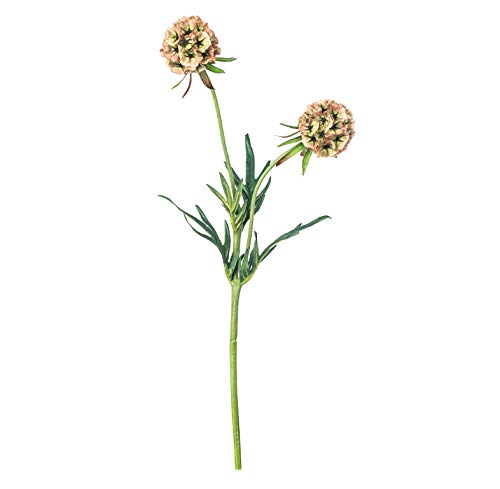 EUROCINSA Ref.43300C54 SCABIOSA mit 2 grünen Blumen, Schachtel mit 12 Stück, 56 cm von EUROCINSA