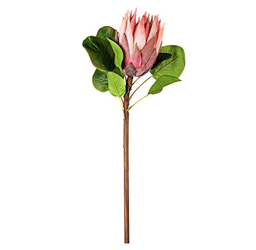 EUROCINSA Ref.45270C21 Protea King Rosa, Box mit 6 Stück, 60 cm von EUROCINSA