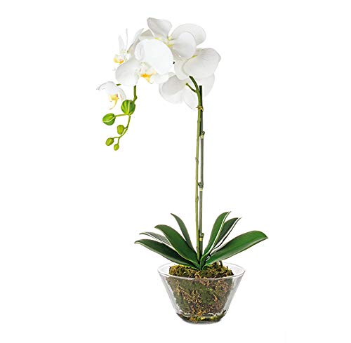 EUROCINSA Ref.46720C01 PHALAENOPSIS, Box mit 1 Stück, Kunststoff, Glas, Weiß, 30 x 54 cm von EUROCINSA