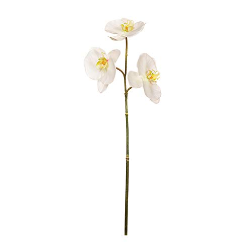 EUROCINSA Ref.57824C01 Orchidee PHALAENOPSIS weiß Schachtel mit 12 Stück, 57 cm von EUROCINSA