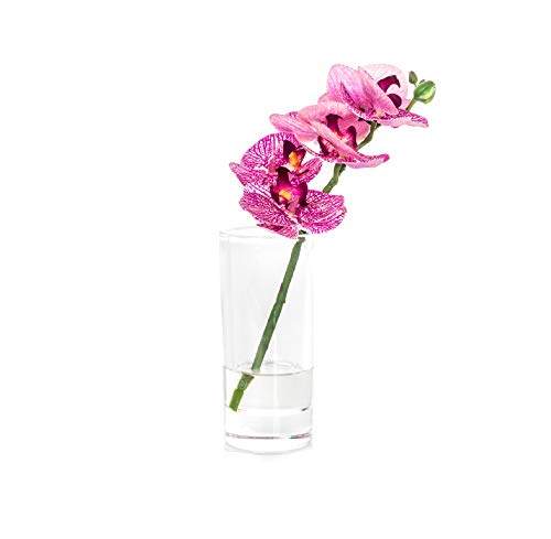 EUROCINSA Ref.86032C25 Orchideenschrank PHALAENOPSIS Fuchsia mit Gelb, Box mit 4 Stück, Kunststoff, Glas, 13 x 27 cm von EUROCINSA