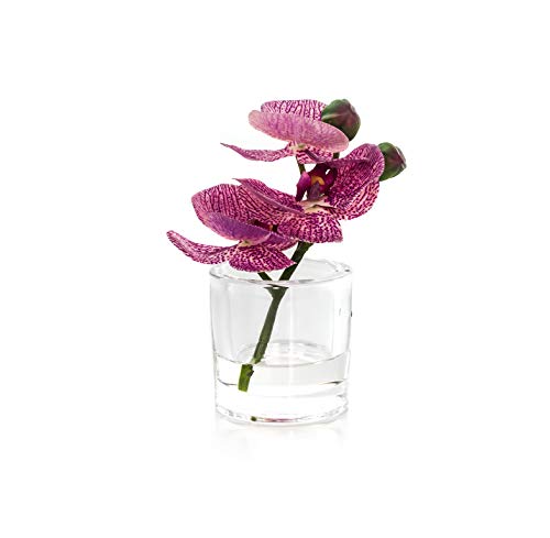 EUROCINSA Ref.86041C25 Orchideenschrank PHALAENOPSIS Fuchsia, Box mit 4 Stück, Kunststoff, Glas, 12 x 16 cm von EUROCINSA