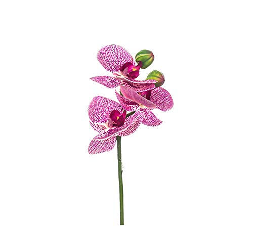 EUROCINSA Ref.86043C25 Mini Orchidee Fuchsia mit Gelb, Box mit 12 Stück, 23 cm von EUROCINSA