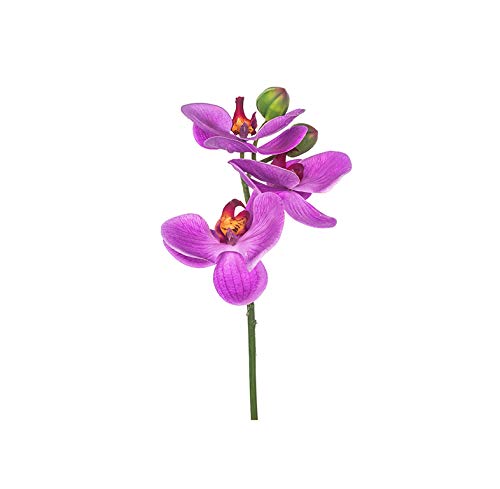 EUROCINSA Ref.86043C63 Mini Orchidee Purpura, Box mit 12 Stück, Lavendel, 23 cm von EUROCINSA