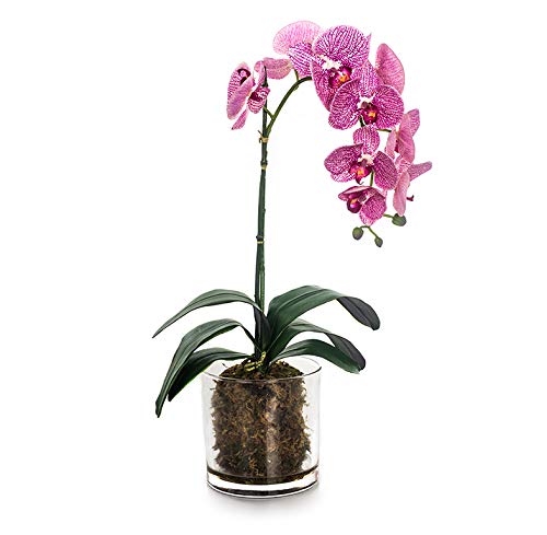 EUROCINSA Ref.86044C25 Orchideenschrank PHALAENOPSIS Fuchsia, 1 Stück, Kunststoff, Glas, 31 x 56 cm von EUROCINSA