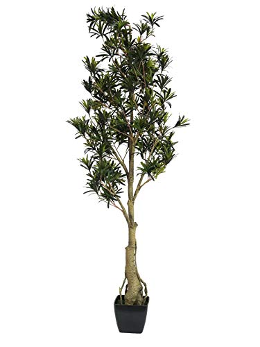 EUROPALMS 82511524 Podocarpus, 150 Centimeter, Mehrfarbig, One Size von EUROPALMS