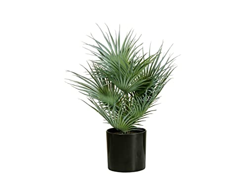 EUROPALMS Fächerpalme, Kunstpflanze, 55cm | Künstliche Junge Fächerpalme aus PE von EUROPALMS