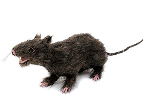 EUROPALMS Lebensechte Ratte mit braunem Fell | 30 cm Länge | Dekoration für ihre Halloween-Party EUROPALMS Lebensechte Ratte mit braunem Fell | 30 cm Länge | Dekoration für ihre Halloween-Party von EUROPALMS
