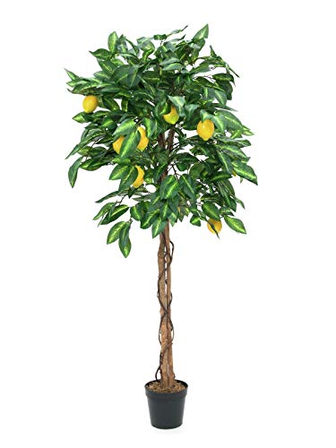EUROPALMS Zitronenbaum, Kunstpflanze, 150cm von EUROPALMS