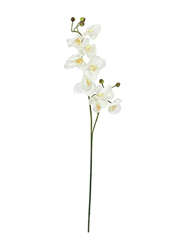 EUROPALMS Orchideenzweig, künstlich, Creme-weiß, 100cm von EUROPALMS