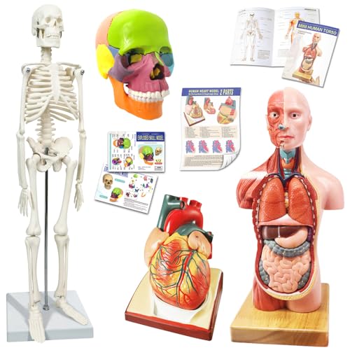 Anatomie Modell Torso Skelett Herz halbe Größe Schädel mit Gehirn-Modelle-Beste Anatomie Modell Bundle Set von 4 Hands-on 3D Modell Study Tools für Medizinstudenten, Bildungs-Kit von EVOTECH SCIENTIFIC