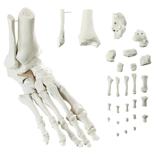 EVOTECH SCIENTIFIC Fußmodell des Magneten, Anatomisches Modell des Menschlichen Körpers, 2024 EVOTECH SCIENTIFIC Fußmodell des Magneten, Anatomisches Modell des Menschlichen Körpers, 2024 von EVOTECH SCIENTIFIC