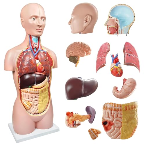 EVOTECH SCIENTIFIC Human Body Model, 12 Stück Abnehmbares 33 Zoll(85cm) Human Torso Anatomie Modell Mit Herz Kopf Schädel Gehirn Skelett Modell, Alter 14+, Vorschule Ausbildung Display von EVOTECH SCIENTIFIC