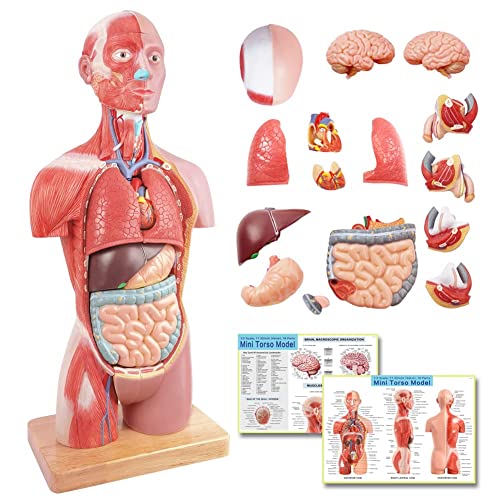 EVOTECH SCIENTIFIC Human Body Model, 17.7 Zoll(45cm) Human Torso Anatomie Modell Mit Herz Kopf Schädel Gehirn Skelett Modell, Alter 4+, Vorschule Ausbildung Display von EVOTECH SCIENTIFIC