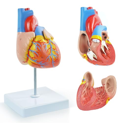 EVOTECH SCIENTIFIC Lebensgroßes menschliches Herzmodell, 1: 1-anatomisches Herzmodell auf Zwerchfell- und Perikardbasis von EVOTECH SCIENTIFIC