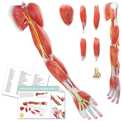 Muskel-Arm-Modell der menschlichen Anatomie, 7-teiliges, lebensgroßes, nummeriertes Modell der Muskeln der oberen Gliedmaßen, der Schulter und der Hand mit abnehmbaren Muskeln von EVOTECH SCIENTIFIC