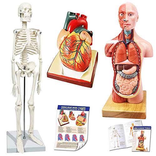 EVOTECH SCIENTIFIC menschlicher Körper, Skelett und Herzmodelle-bester Anatomie-Modellbündel-Set von 3 praktischen 3D-Modellstudienwerkzeugen für medizinische Studenten oder als Bildungskit von EVOTECH SCIENTIFIC