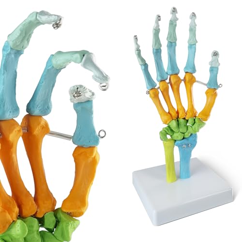 EVOTECH SCIENTIFIC menschliches anatomisches Modell, farbiges Handknochen anatomisches Modell EVOTECH SCIENTIFIC menschliches anatomisches Modell, farbiges Handknochen anatomisches Modell von EVOTECH SCIENTIFIC