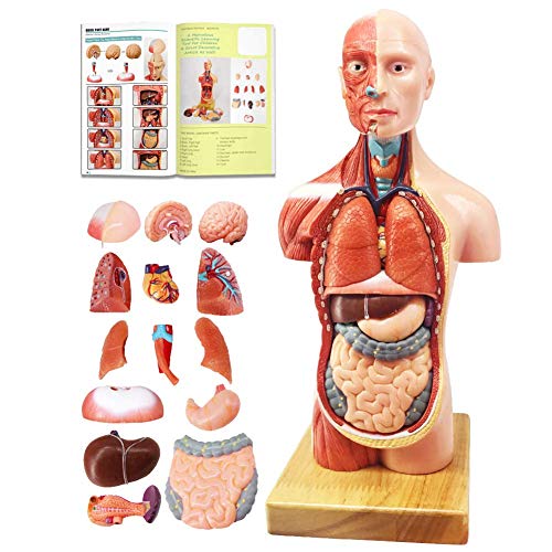 Modell des menschlichen Körpers, 15 Teile, 28 cm Höhe, anatomisches Modell des menschlichen Körpers mit Herz, Kopf, Gehirn, Skelett, ab 8 Jahren, medizinisches Lernwerkzeug, Lehrmodell für Modell des menschlichen Körpers, 15 Teile, 28 cm Höhe, anatomisches Modell des menschlichen Körpers mit Herz, Kopf, Gehirn, Skelett, ab 8 Jahren, medizinisches Lernwerkzeug, Lehrmodell für von EVOTECH SCIENTIFIC