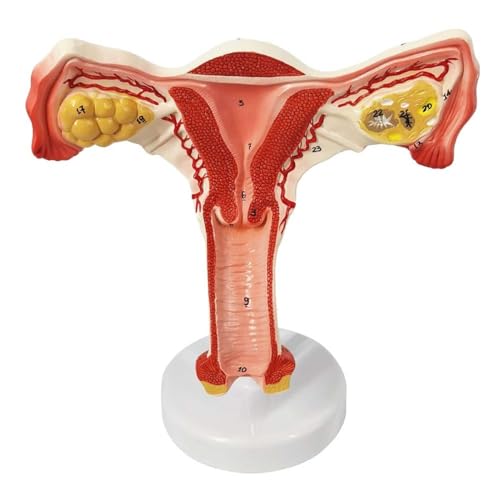 Modell Der Menschlichen Gebärmutter Und Des Eierstocks, Modell Der Weiblichen Fortpflanzungsorgane, Zeigt Gebärmutter, Eierstock, Vagina, Anatomisches Modell Für Die Medizinische Lehre Der Gebärmutter von EVOTECH SCIENTIFIC