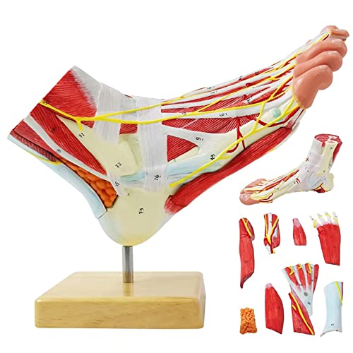 Natürlicher Großer Fuß Anatomischer Modell 9 Teile Mit 81 Digitalen Zeichen Und Entsprechenden Textbeschreibungen, Icluding-Knochen, Muskeln, Bänder, Nerven, Blutgefäße Des Menschlichen Fußes von EVOTECH SCIENTIFIC
