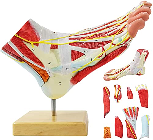 Natürlicher Großer Fuß Anatomischer Modell 9 Teile Mit 81 Digitalen Zeichen Und Entsprechenden Textbeschreibungen, Icluding-Knochen, Muskeln, Bänder, Nerven Natürlicher Großer Fuß Anatomischer Modell 9 Teile Mit 81 Digitalen Zeichen Und Entsprechenden Textbeschreibungen, Icluding-Knochen, Muskeln, Bänder, Nerven von EVOTECH SCIENTIFIC