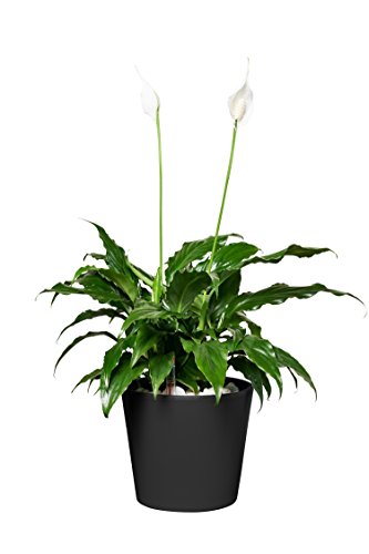 EVRGREEN |Zimmerpflanze Einblatt in Hydrokultur mit schwarzem Topf als Set | Friedenslilie |Spathiphyllum hybriden von EVRGREEN