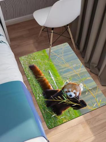 EWFAS Badteppich,Der Rote oder Kleine Panda (Ailurus fulgens),viele schöne Badematten zur Auswahl Badvor leger sehr weich und rutschfest waschbar und schnelltrocknend40x60cm von EWFAS