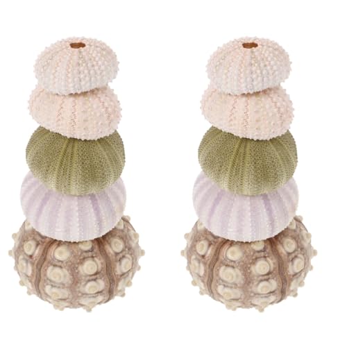 EXAOMBLE 2 Sätze Natürliche Seeigelschale Geburtstagsgeschenk Luftpflanzen Krabbe Tank Abalone Muschel-pflanztopf Saftiger Topf Seeigelschalen Tischdeko Mit Seeigel Hülse 5 Stück * 2 von EXAOMBLE