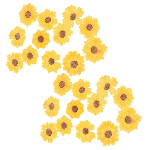 EXCEART 1 Satz DIY Prägung Kleine Künstliche Blumenköpfe Pfingstrosen Scrapbook Scheckheft Getrocknete Selber Machen Natürliche Getrocknete Blüten Serpentinen-Chrysantheme Stück EXCEART 1 Satz DIY Prägung Kleine Künstliche Blumenköpfe Pfingstrosen Scrapbook Scheckheft Getrocknete Selber Machen Natürliche Getrocknete Blüten Serpentinen-Chrysantheme Stück von EXCEART