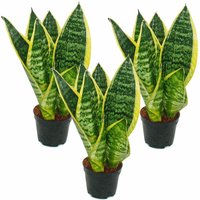 3er Set Sanseveria laurentii trafasciata - grüngelber Bogenhanf - 9cm Topf, ca. 20-25cm Gesamthöhe von EXOTENHERZ