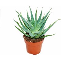 Exotenherz - Aloe aborescens im 19cm Topf von EXOTENHERZ