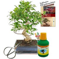 Bonsai - Chin. Feigenbaum - Ficus retusa - ca. 10 Jahre - 25cm Schale - Geschenk-Set mit Schere und Dünger von EXOTENHERZ